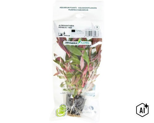 Aquarienpflanze Alternanthera reineckii Red von Dennerle Plants in transparenter Verpackung (Image AI modified or generated)
