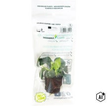 Dennerle Plants Anubias barteri var. nana Aquariumpflanze in Kokosfaser Substrat in Folienverpackung (Image AI modified or generated)