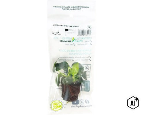 Dennerle Plants Anubias barteri var. nana Aquariumpflanze in Kokosfaser Substrat in Folienverpackung (Image AI modified or generated)