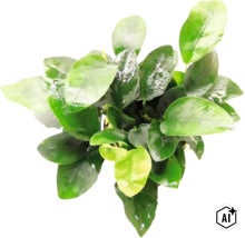 Anubias barteri var. nana Aquarienpflanze mit glänzenden ovalen Blättern für die Aquaristik. (Image AI modified or generated)
