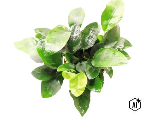 Anubias barteri var. nana Aquarienpflanze mit glänzenden ovalen Blättern für die Aquaristik. (Image AI modified or generated)