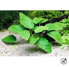 Anubias barteri var. nana Aquariumpflanze auf Sandboden (Image AI modified or generated)