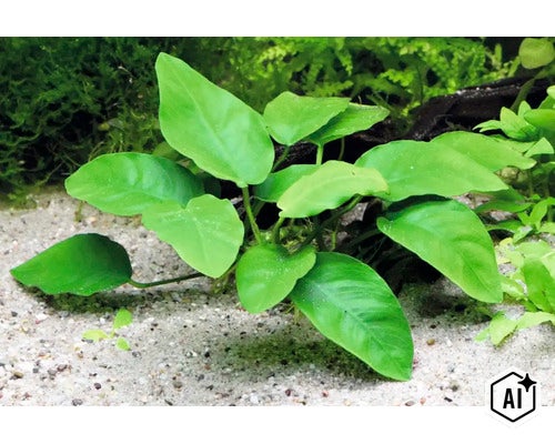 Anubias barteri var. nana Aquariumpflanze auf Sandboden (Image AI modified or generated)