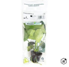 Anubias barteri var. nana Aquarienpflanze in Folienverpackung von Dennerle Plants (Image AI modified or generated)