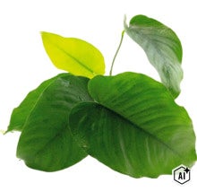 Zimmerpflanze Philodendron mit herzförmigen Blättern als dekorative Hydrokulturpflanze (Image AI modified or generated)