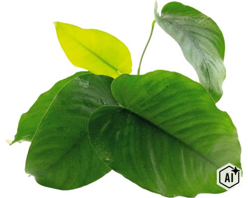 Zimmerpflanze Philodendron mit herzförmigen Blättern als dekorative Hydrokulturpflanze (Image AI modified or generated)