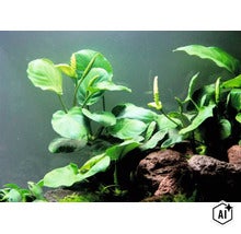 Anubias barteri Pflanze im Aquarium mit grünen Blättern und Blütenkolben auf Lavagestein (Image AI modified or generated)