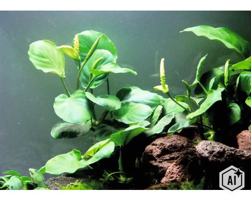 Anubias barteri Pflanze im Aquarium mit grünen Blättern und Blütenkolben auf Lavagestein (Image AI modified or generated)