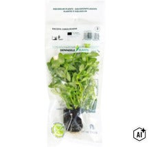 Aquarienpflanze Bacopa caroliniana von Dennerle Plants in transparenter Verpackung (Image AI modified or generated)