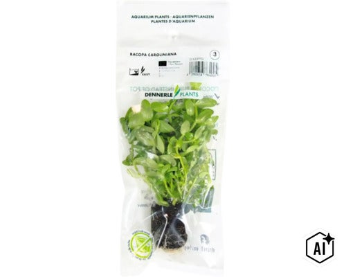 Aquarienpflanze Bacopa caroliniana von Dennerle Plants in transparenter Verpackung (Image AI modified or generated)