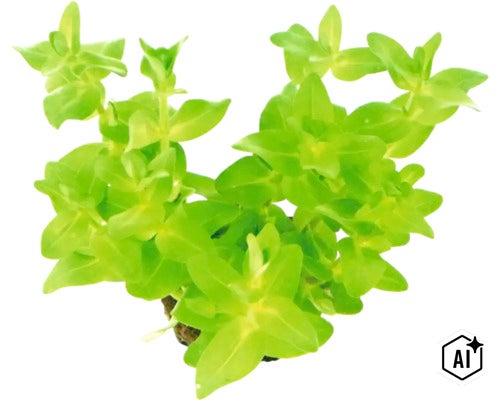 Lebende Aquariumpflanze für die Bepflanzung im Hintergrund (Image AI modified or generated)