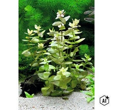 Bacopa caroliniana Aquariumpflanze mit aufrechten Stängeln und eiförmigen Blättern in einem Aquarium mit Sandboden (Image AI modified or generated)