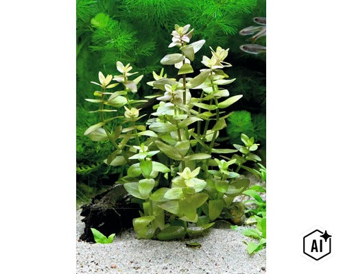 Bacopa caroliniana Aquariumpflanze mit aufrechten Stängeln und eiförmigen Blättern in einem Aquarium mit Sandboden (Image AI modified or generated)