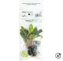 Dennerle Plants Aquariumpflanze Cryptocoryne wendtii Brown im Beutel (Image AI modified or generated)