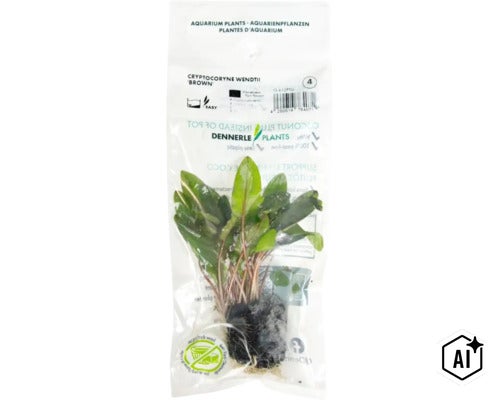 Dennerle Plants Aquariumpflanze Cryptocoryne wendtii Brown im Beutel (Image AI modified or generated)