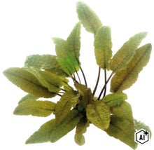 Cryptocoryne Wendtii Tropica Aquarienpflanze (Image AI modified or generated)