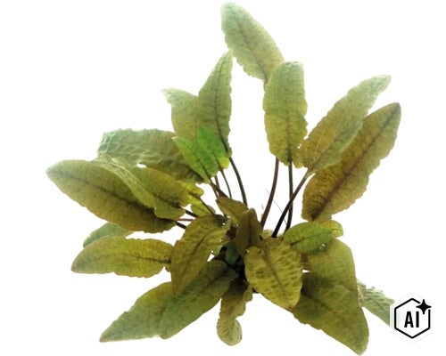 Cryptocoryne Wendtii Tropica Aquarienpflanze (Image AI modified or generated)