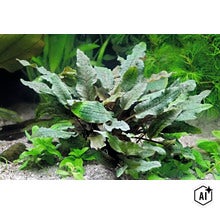 Cryptocoryne wendtii als Wasserpflanze im Aquarium gepflanzt (Image AI modified or generated)