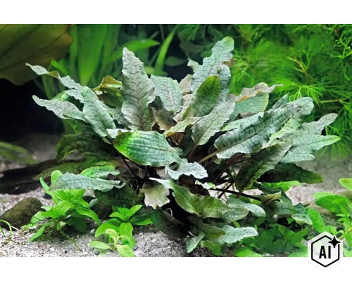 Cryptocoryne wendtii als Wasserpflanze im Aquarium gepflanzt (Image AI modified or generated)
