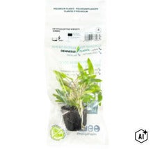 Dennerle Cryptocoryne wendtii Green Aquariumpflanze in Verpackung (Image AI modified or generated)