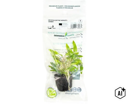 Dennerle Cryptocoryne wendtii Green Aquariumpflanze in Verpackung (Image AI modified or generated)
