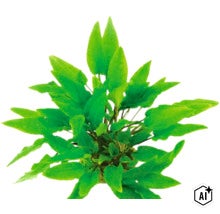 Aquarienpflanze Cryptocoryne als grüne Wasserpflanze für das Aquarium (Image AI modified or generated)