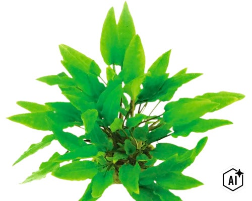 Aquarienpflanze Cryptocoryne als grüne Wasserpflanze für das Aquarium (Image AI modified or generated)
