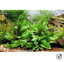 Cryptocoryne wendtii grüne Aquarienpflanze in einem bepflanzten Aquarium mit Kies und Steinen. (Image AI modified or generated)
