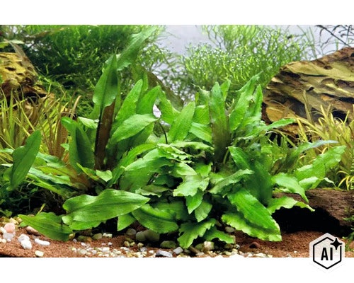 Cryptocoryne wendtii grüne Aquarienpflanze in einem bepflanzten Aquarium mit Kies und Steinen. (Image AI modified or generated)