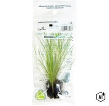 Dennerle Plants Eleocharis acicularis im Kunststoffbeutel (Image AI modified or generated)