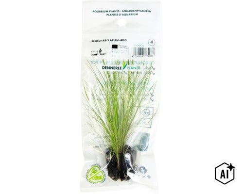 Dennerle Plants Eleocharis acicularis im Kunststoffbeutel (Image AI modified or generated)