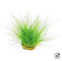 Eine grüne Aquariumpflanze mit feinen Halmen in einem Pflanzkorb. (Image AI modified or generated)