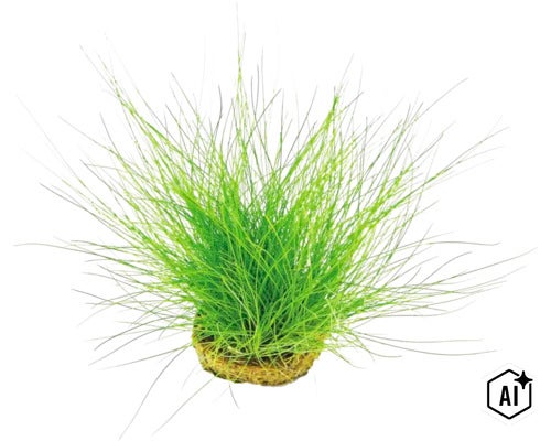 Eine grüne Aquariumpflanze mit feinen Halmen in einem Pflanzkorb. (Image AI modified or generated)
