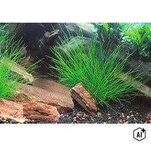 Aquariumpflanze Eleocharis acicularis im Pflanzbecken mit Steinen und Bodengrund (Image AI modified or generated)