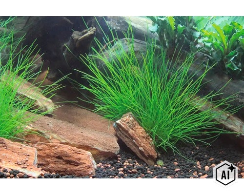Aquariumpflanze Eleocharis acicularis im Pflanzbecken mit Steinen und Bodengrund (Image AI modified or generated)