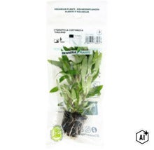 Dennerle Plants Aquariumpflanze Hygrophila corymbosa Thailand in Folienverpackung (Image AI modified or generated)