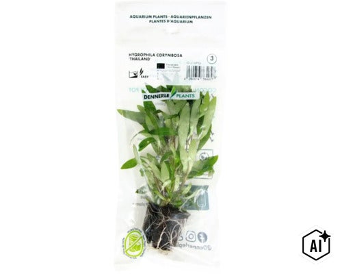 Dennerle Plants Aquariumpflanze Hygrophila corymbosa Thailand in Folienverpackung (Image AI modified or generated)