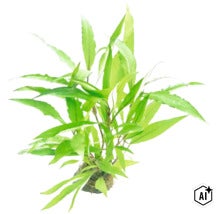 Aquarienpflanze Javafarn Microsorum pteropus als Bundware für die Unterwasserbepflanzung im Aquarium. (Image AI modified or generated)