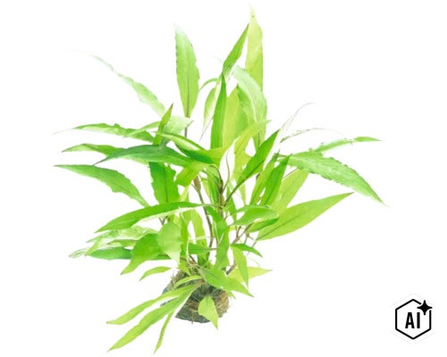 Aquarienpflanze Javafarn Microsorum pteropus als Bundware für die Unterwasserbepflanzung im Aquarium. (Image AI modified or generated)