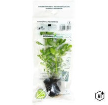 Dennerle Plants Aquariumpflanze Hygrophila polysperma in Kunststoffverpackung (Image AI modified or generated)