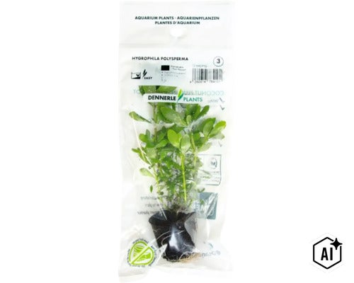 Dennerle Plants Aquariumpflanze Hygrophila polysperma in Kunststoffverpackung (Image AI modified or generated)