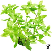 Eine grüne Aquarienpflanze mit zahlreichen Blättern an aufrechten Stielen. (Image AI modified or generated)