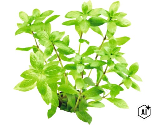 Eine grüne Aquarienpflanze mit zahlreichen Blättern an aufrechten Stielen. (Image AI modified or generated)