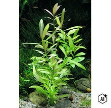 Hygrophila polysperma Wasserpflanze mit lanzettlichen Blättern in einem Aquarium (Image AI modified or generated)