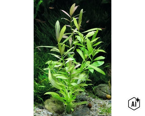 Hygrophila polysperma Wasserpflanze mit lanzettlichen Blättern in einem Aquarium (Image AI modified or generated)