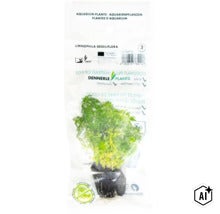 Dennerle Plants Aquariumpflanze Limnophila sessiliflora in transparenter Verpackung mit Kokosfaserballen und Pflegehinweisen. (Image AI modified or generated)