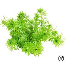 Aquariumpflanze Limnophila sessiliflora für die Bepflanzung im Hintergrund (Image AI modified or generated)