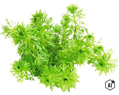 Aquariumpflanze Limnophila sessiliflora für die Bepflanzung im Hintergrund (Image AI modified or generated)