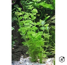 Feinfiedrige Aquarienpflanze Limnophila sessiliflora im Aquarium auf hellem Bodengrund (Image AI modified or generated)