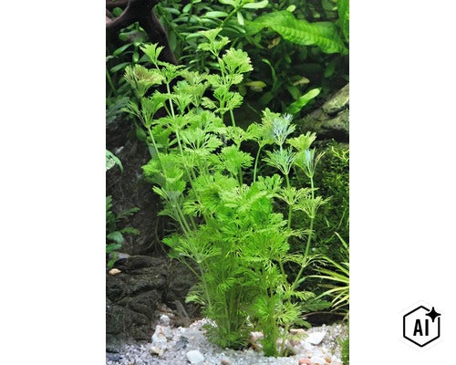 Feinfiedrige Aquarienpflanze Limnophila sessiliflora im Aquarium auf hellem Bodengrund (Image AI modified or generated)